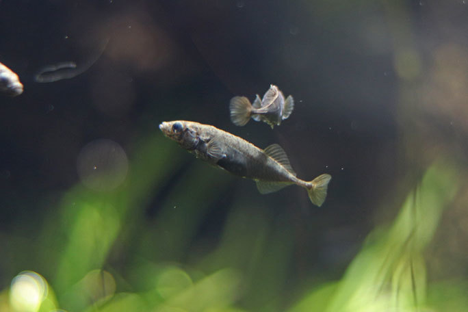 水生物館の日本産淡水魚たち~カワムツの婚姻色とドジョウ水槽(井の頭自然文化園 August 2019)_b0355317_21372371.jpg