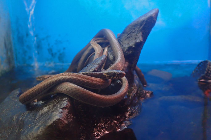 水生物館の日本産淡水魚たち~カワムツの婚姻色とドジョウ水槽(井の頭自然文化園 August 2019)_b0355317_21380719.jpg
