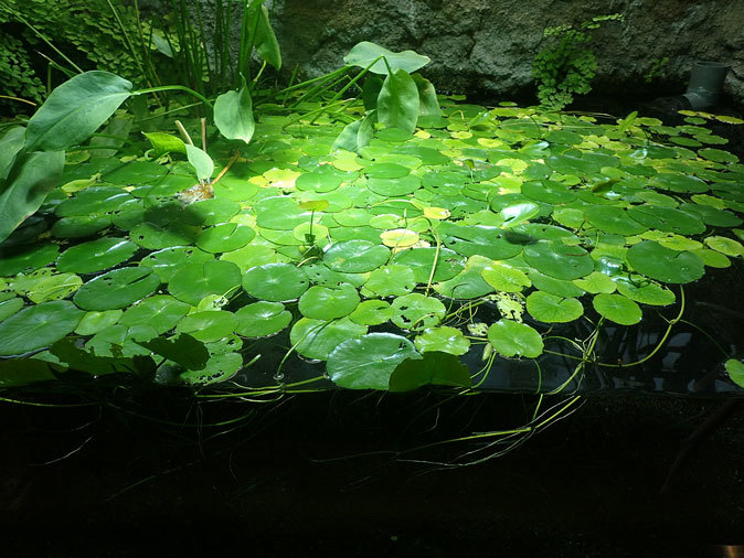 水生物館の日本産淡水魚たち~カワムツの婚姻色とドジョウ水槽(井の頭自然文化園 August 2019)_b0355317_21391865.jpg