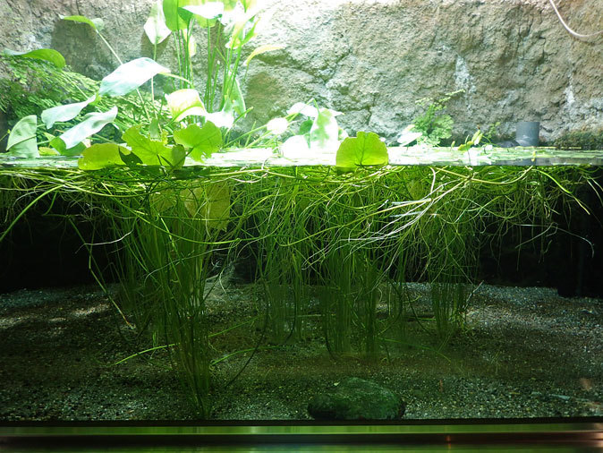 水生物館の日本産淡水魚たち~カワムツの婚姻色とドジョウ水槽(井の頭自然文化園 August 2019)_b0355317_21405184.jpg