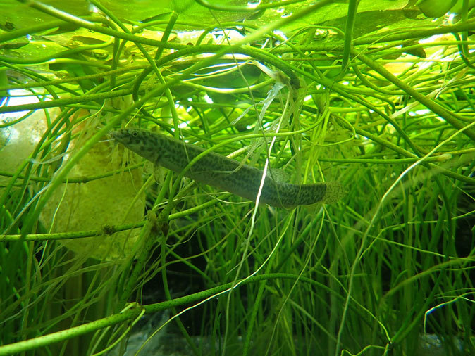 水生物館の日本産淡水魚たち~カワムツの婚姻色とドジョウ水槽(井の頭自然文化園 August 2019)_b0355317_21411608.jpg