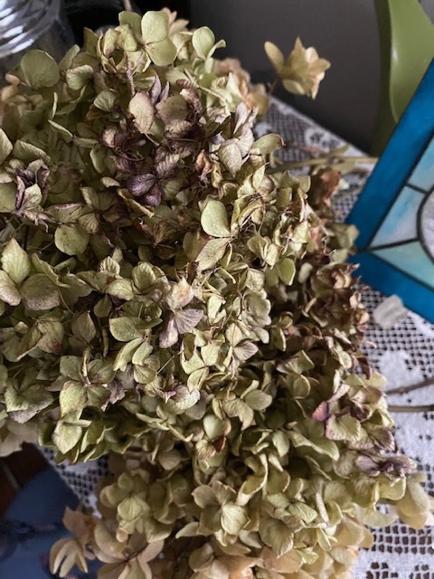 紫陽花_b0158721_21190111.jpg