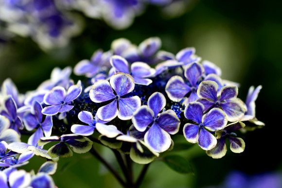 紫陽花(6)_c0093046_19040116.jpg