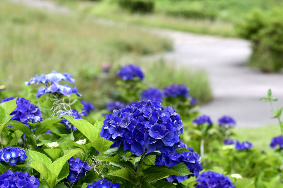 紫陽花(6)_c0093046_19042912.jpg