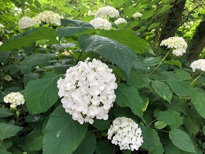 アナベル_f0019247_12265959.jpg