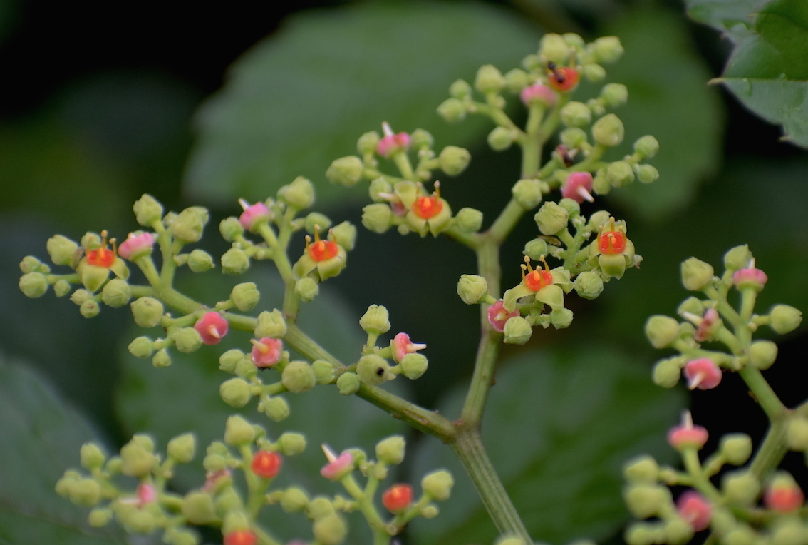 散歩の花【7月】_e0414863_20054372.jpg