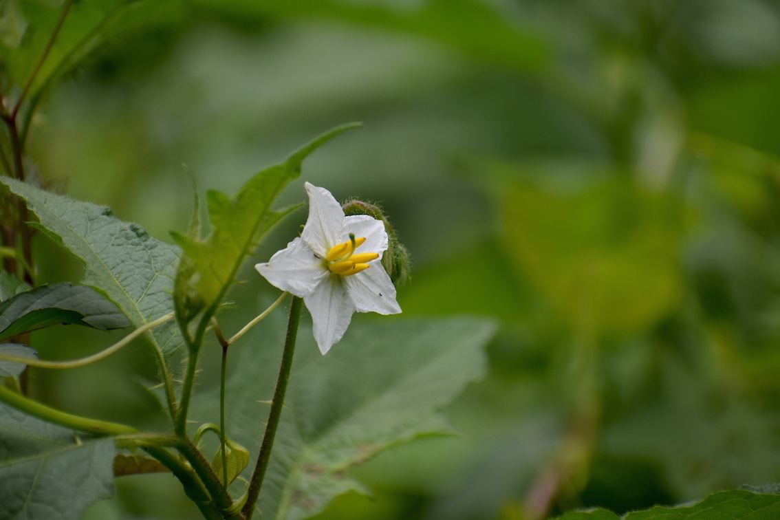 散歩の花【7月】_e0414863_20063683.jpg