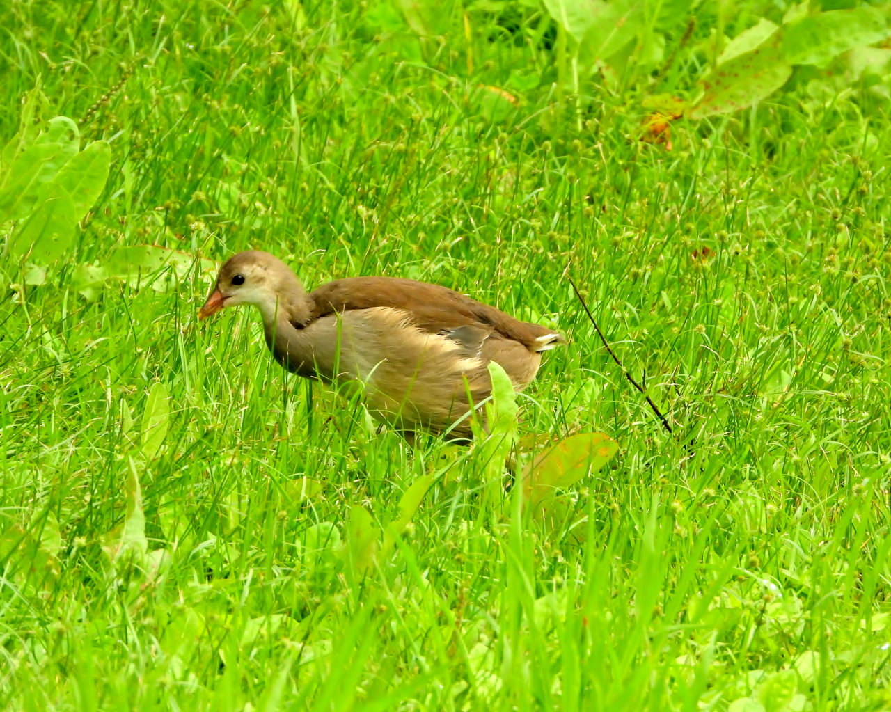 妖怪の子 変じて鳥になる_c0305565_17461693.jpg