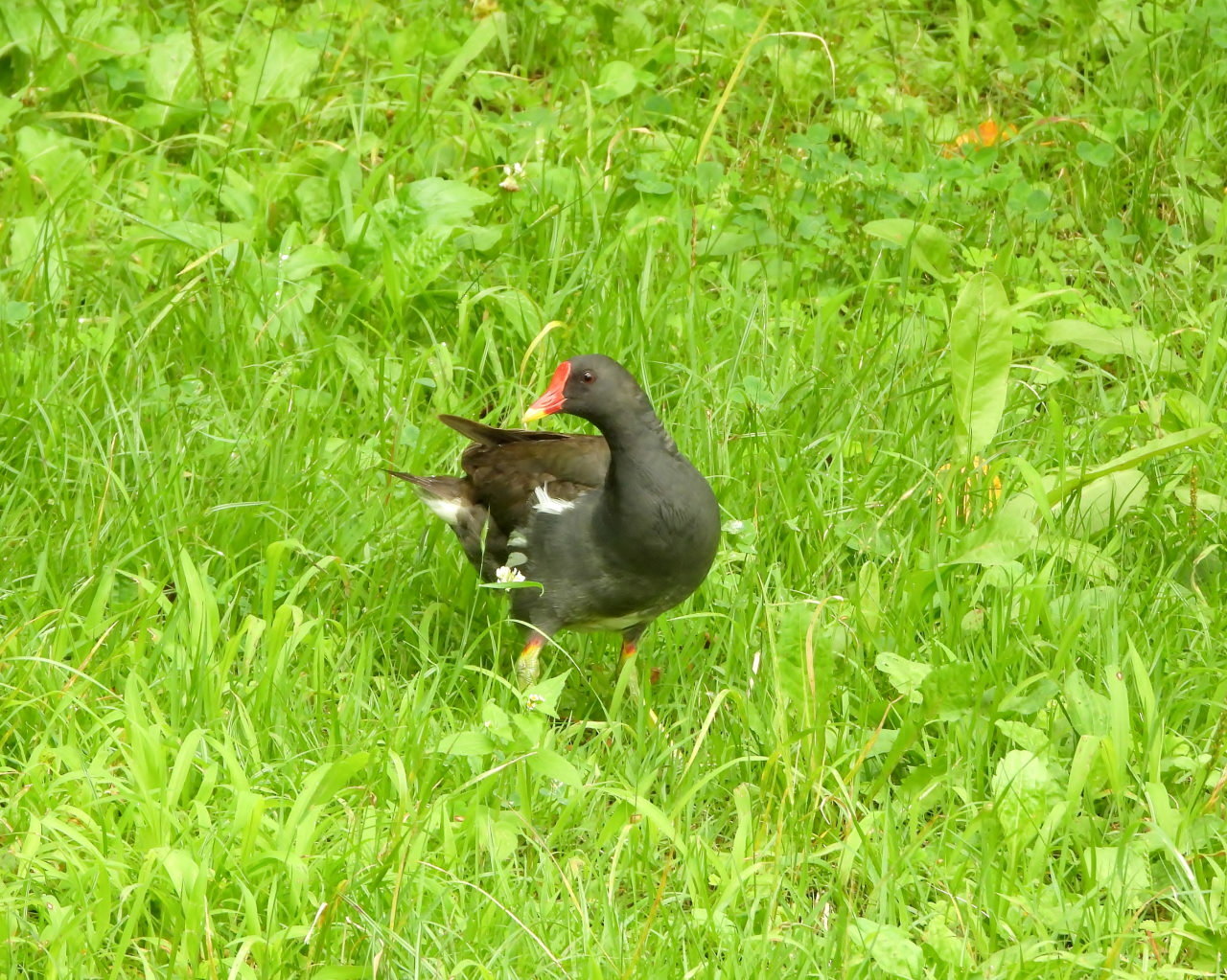 妖怪の子 変じて鳥になる_c0305565_17471568.jpg