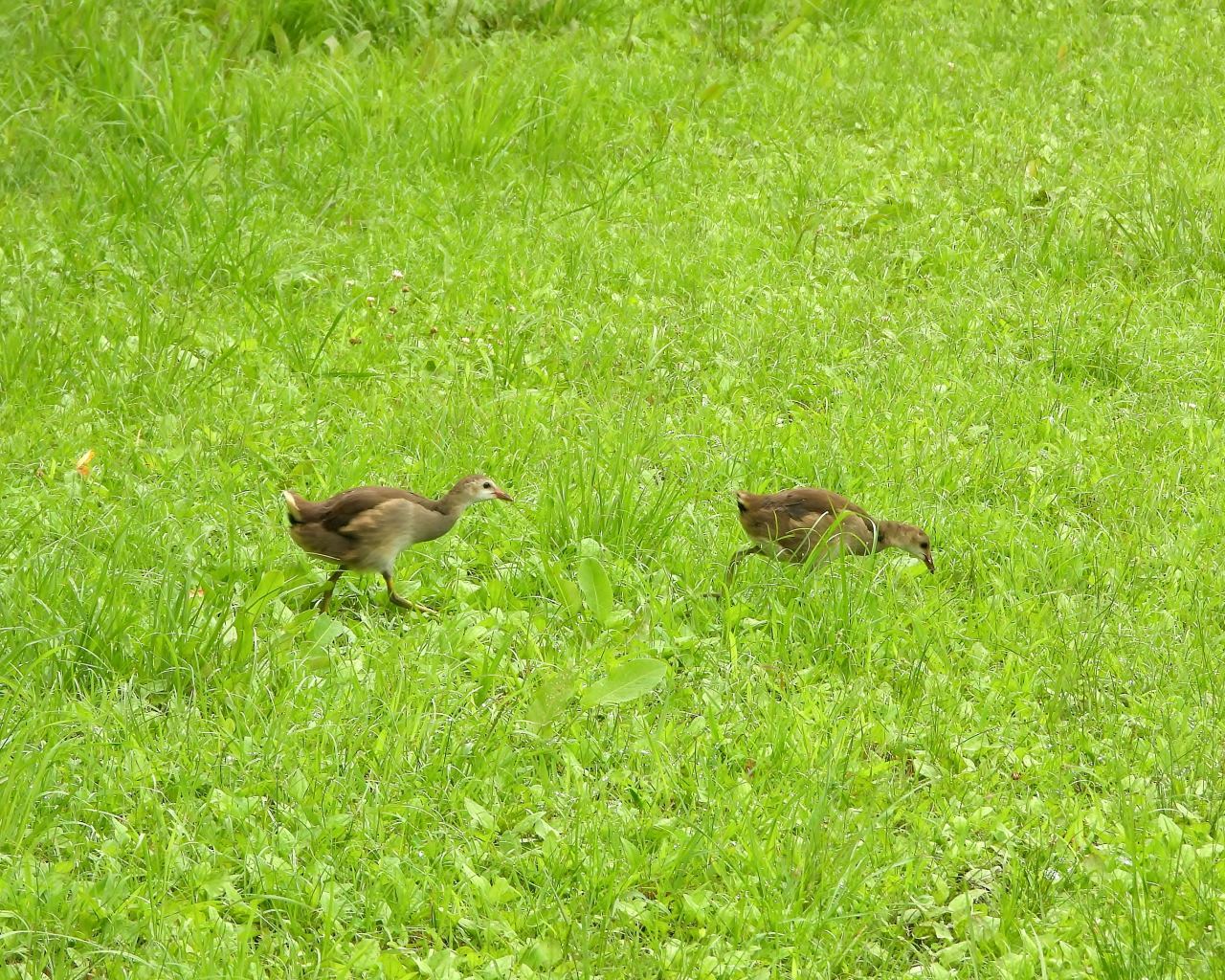 妖怪の子 変じて鳥になる_c0305565_17481193.jpg
