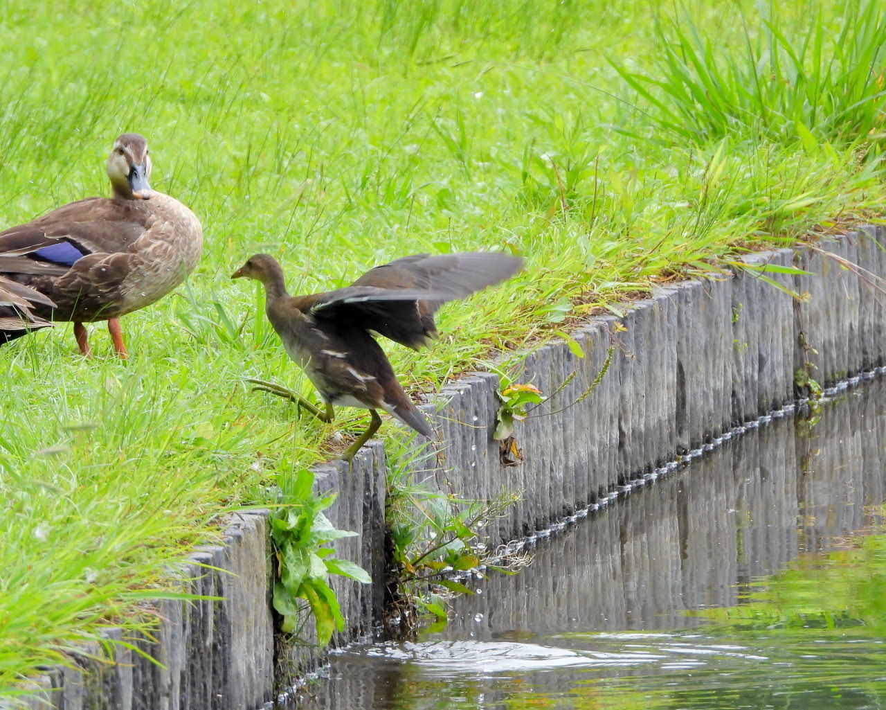 妖怪の子 変じて鳥になる_c0305565_17484924.jpg