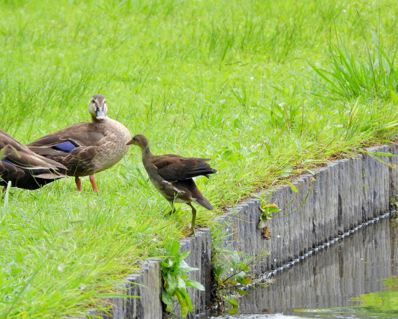 妖怪の子 変じて鳥になる_c0305565_17491180.jpg