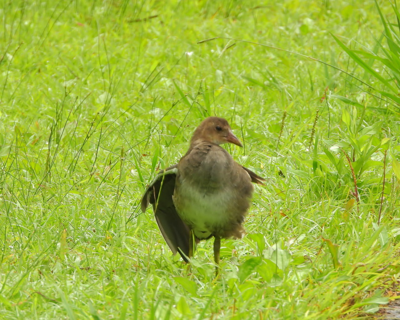 妖怪の子 変じて鳥になる_c0305565_17494205.jpg