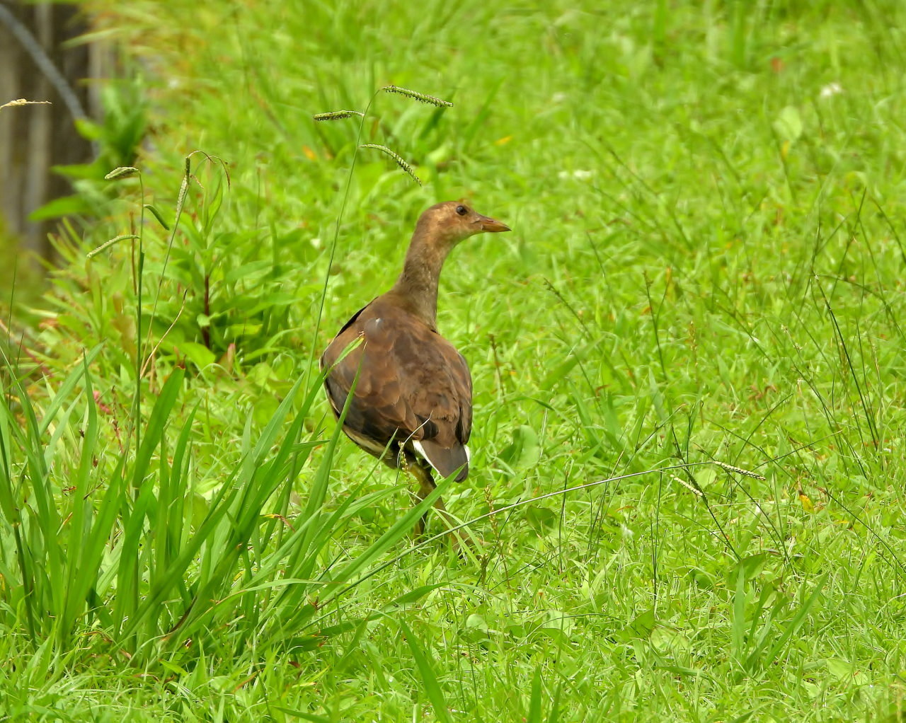 妖怪の子 変じて鳥になる_c0305565_17502752.jpg