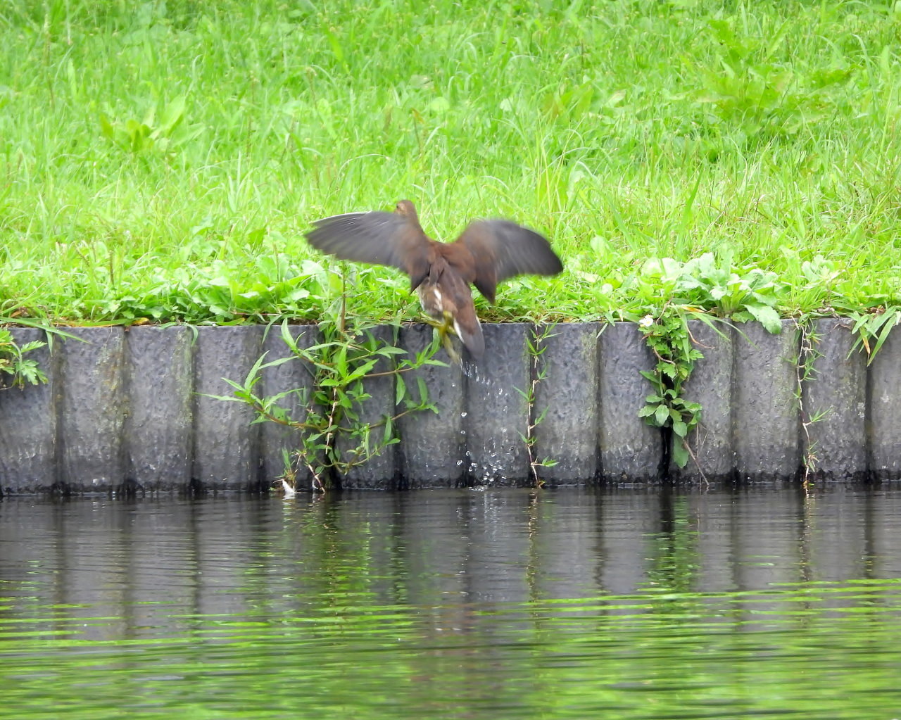 妖怪の子 変じて鳥になる_c0305565_17520576.jpg