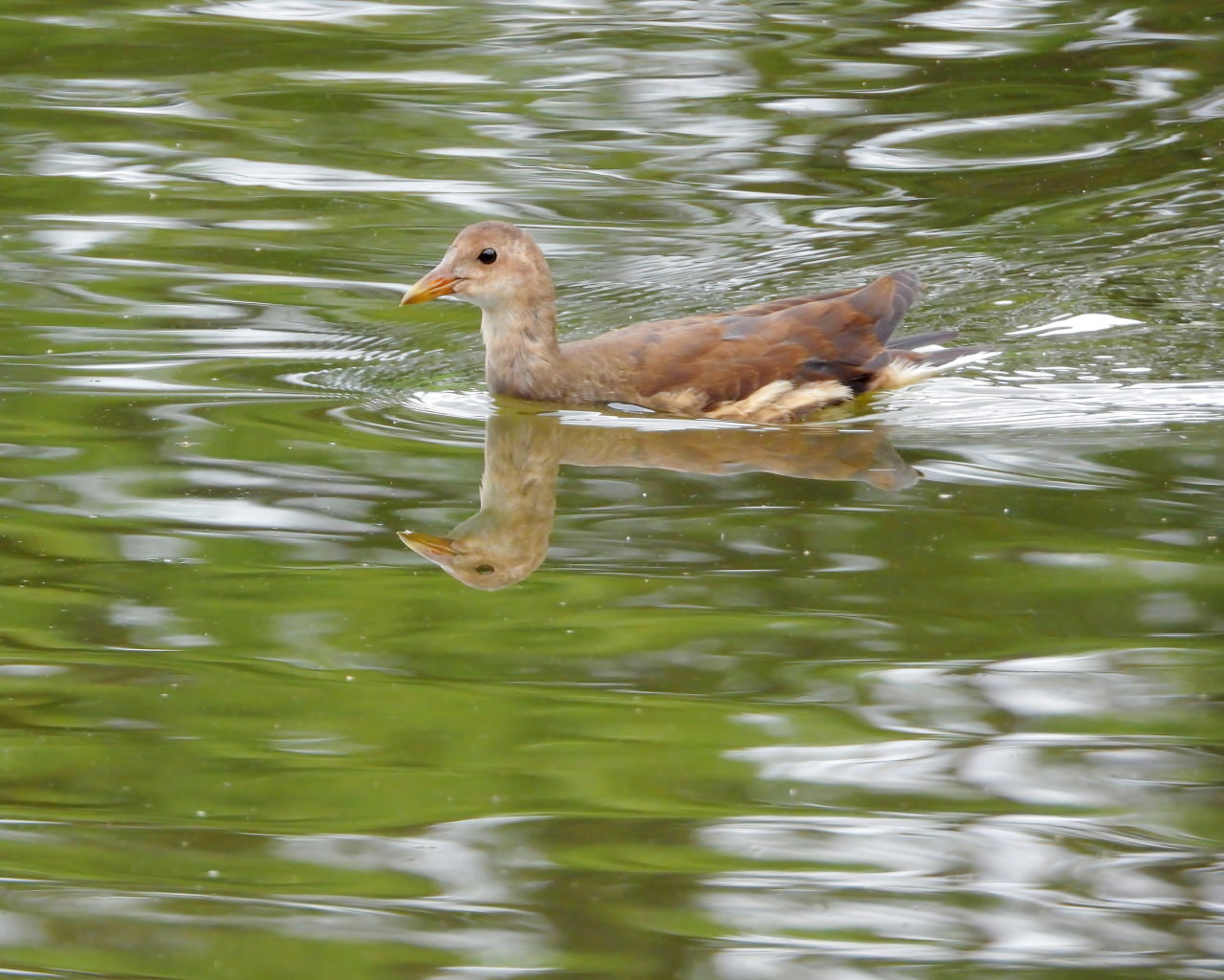 妖怪の子 変じて鳥になる_c0305565_17530382.jpg