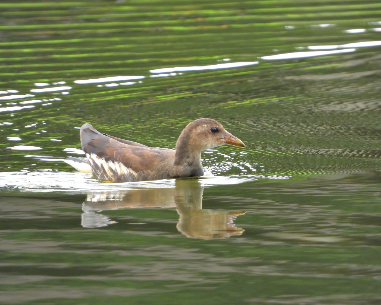 妖怪の子 変じて鳥になる_c0305565_17533943.jpg