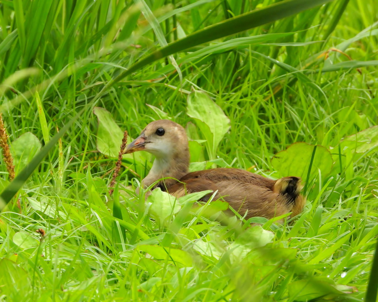 妖怪の子 変じて鳥になる_c0305565_17540405.jpg