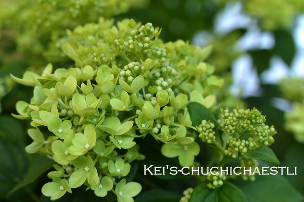買い込んだお花2 ノリウツギ リトルライム Kei S Chuchichaestli 買い込んだお花2 ノリウツギ リトルライム Kei S Chuchichaestli