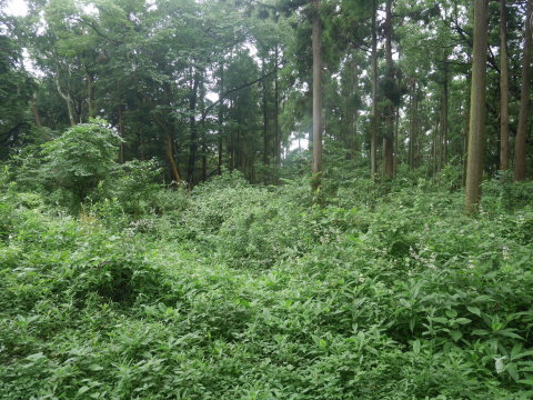 植栽木周辺を重点的に下刈り7・16六国見山臨時手入れ_c0014967_11045745.jpg