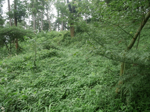 植栽木周辺を重点的に下刈り7・16六国見山臨時手入れ_c0014967_11065336.jpg