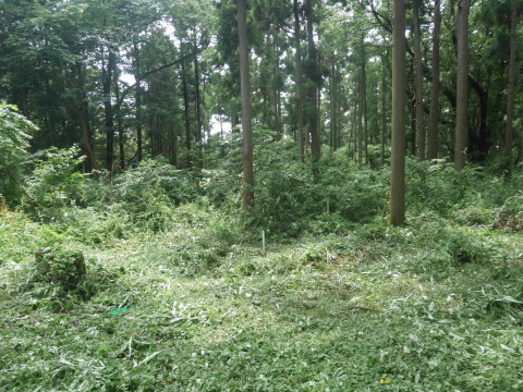 植栽木周辺を重点的に下刈り7・16六国見山臨時手入れ_c0014967_11080116.jpg