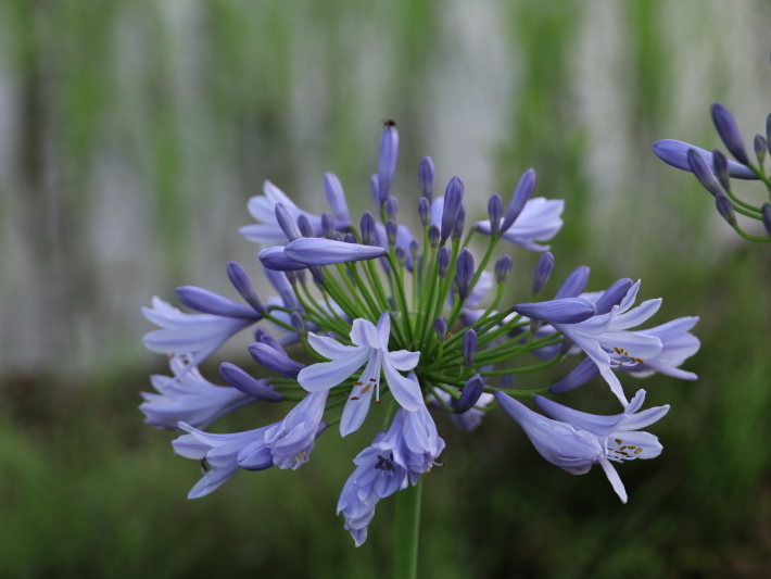 夏の花 17 アガパンサス 6 27 7 11撮影 Toshiさんのお気楽ブログ