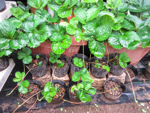 イチゴの子苗取り にゃんてワンダホー