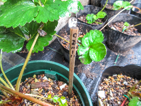 イチゴの子苗取り にゃんてワンダホー