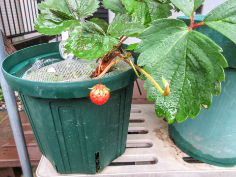 イチゴの子苗取り にゃんてワンダホー