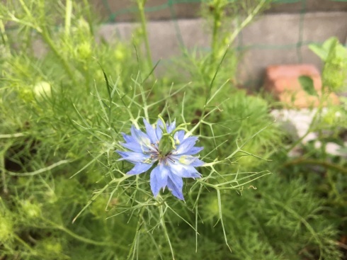 ニゲラの花と種 着物地リフォームでワイドパンツ 今日の気晴らし