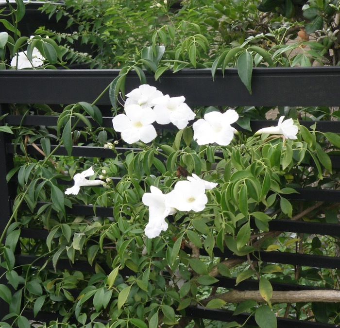 ノウゼンカズラ科で花がソケイににているから ソケイノウゼン 楽餓鬼