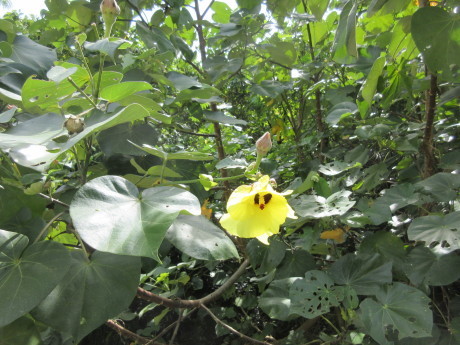 7月15日 斎場御嶽(せーふぁーうたき)_a0203003_08371443.jpg