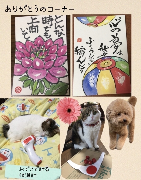 沖縄のメグちゃんちのワン猫ちゃん がっちょん達_f0375804_07171242.jpg