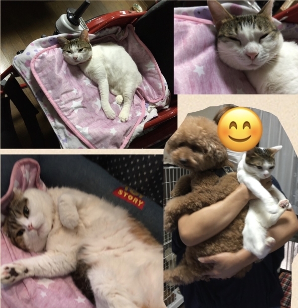 沖縄のメグちゃんちのワン猫ちゃん がっちょん達_f0375804_07171321.jpg