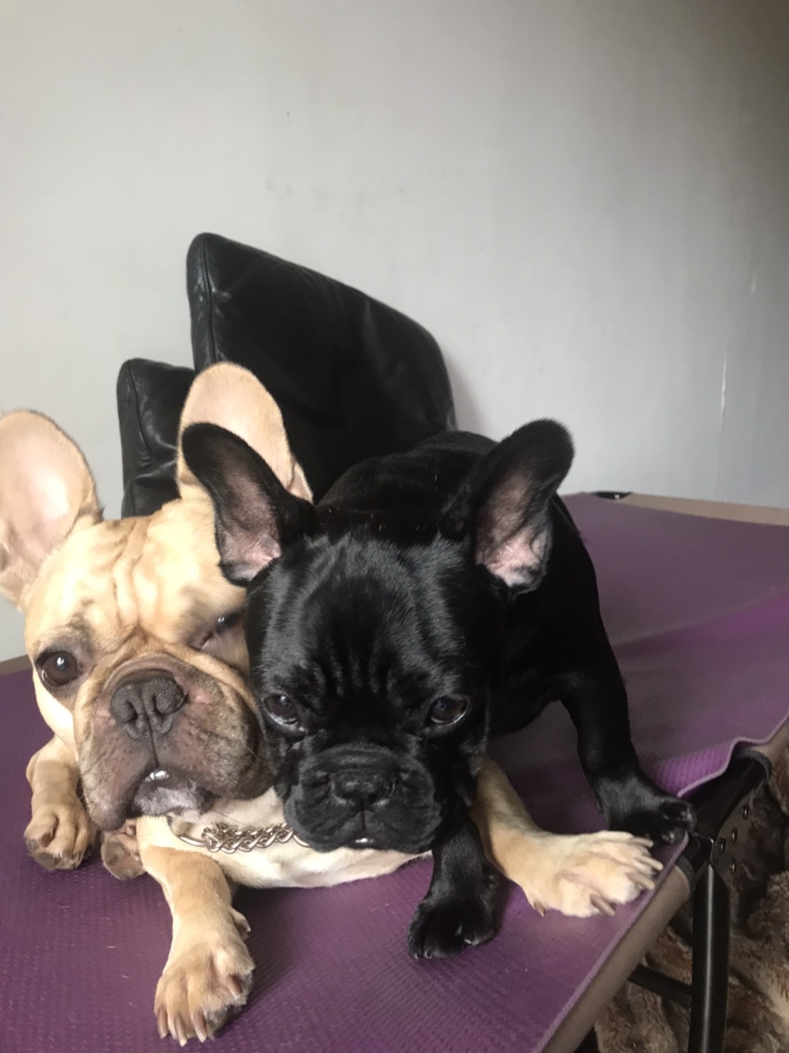 フレンチブルドッグ 素敵なowner様決定 The Royal Family French Bulldog Breeder