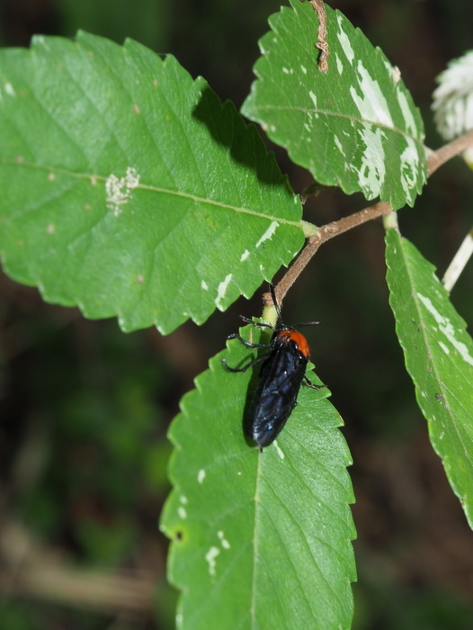 ニレチュウレンジ(成虫と幼虫)_c0116915_23445445.jpg