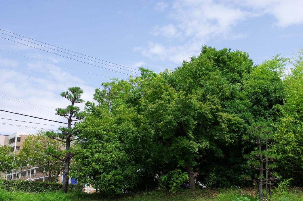 外堀公園にて(2020/7/5)其の③_d0325720_20205428.jpg