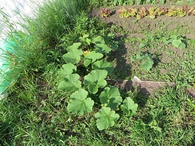 畑の草取りは続く・・・_b0405523_01395958.jpg