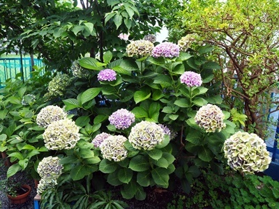 秋色紫陽花 西安の今_f0129726_19380519.jpg