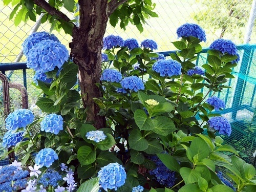 秋色紫陽花 西安の今_f0129726_19391002.jpg