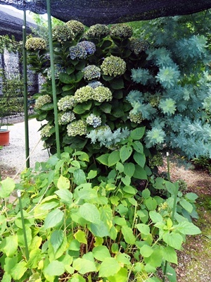 秋色紫陽花 西安の今_f0129726_19392098.jpg