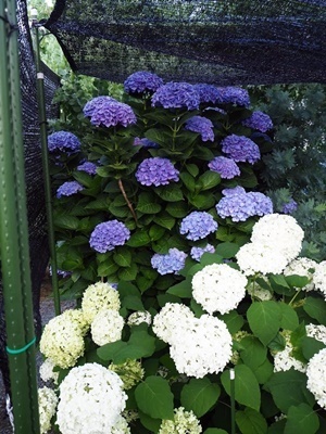 秋色紫陽花 西安の今_f0129726_19394680.jpg