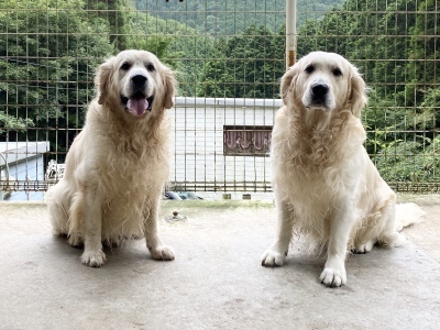 RISA FRANK リサフランク ゴールデンレトリバー 犬 箱 ボックスセット