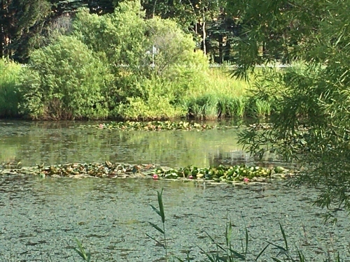 あいの里緑地散歩と薬草園_e0326953_19464648.jpg