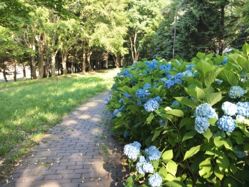 あいの里緑地散歩と薬草園_e0326953_19485479.jpg