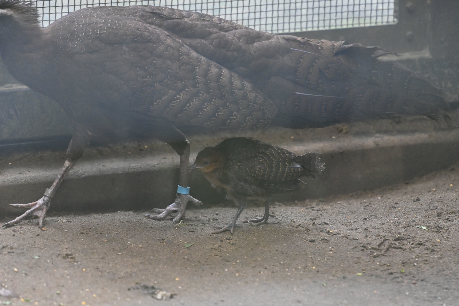 カンムリセイラン成長中 動物園へ行こう