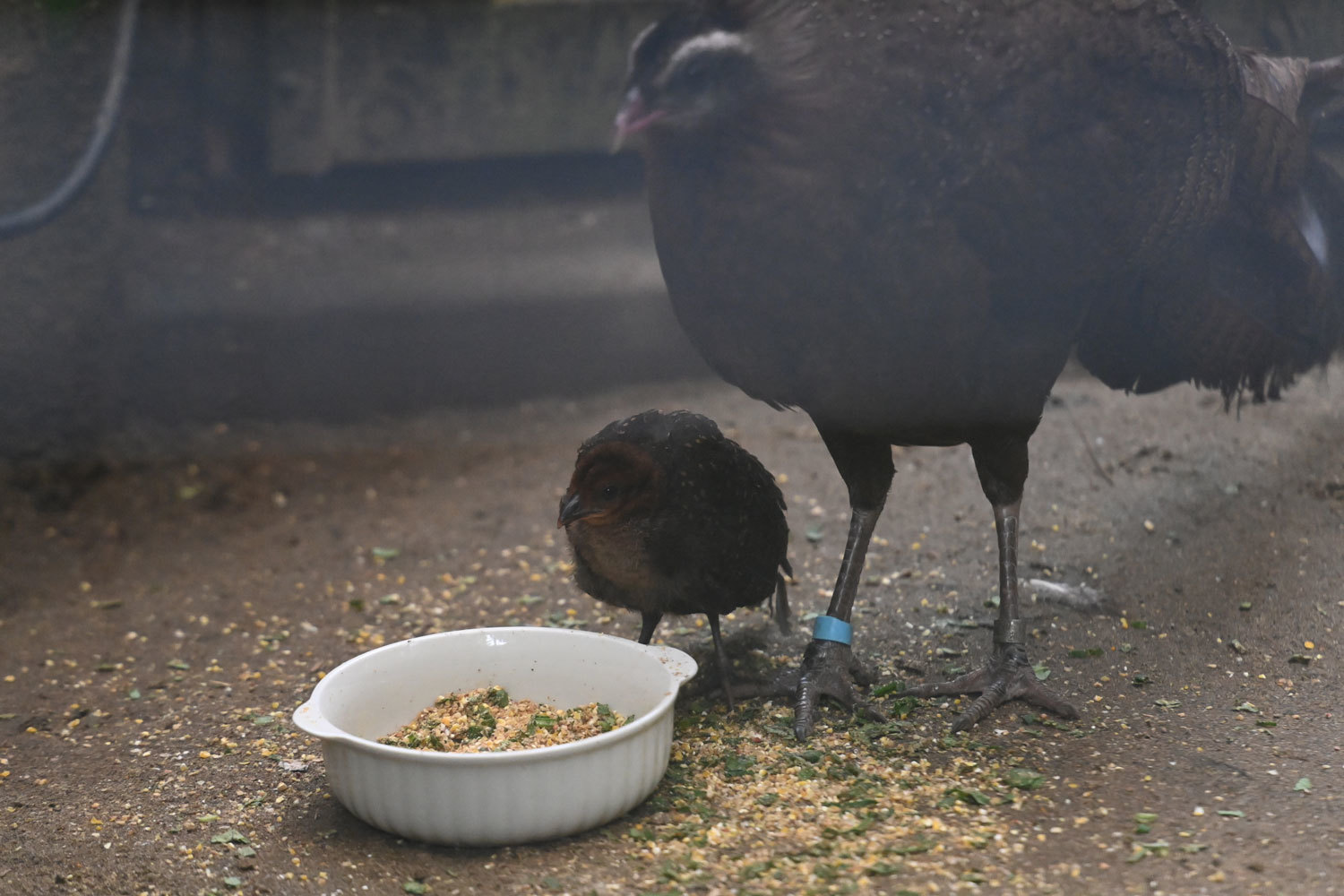 動物園へ行こう