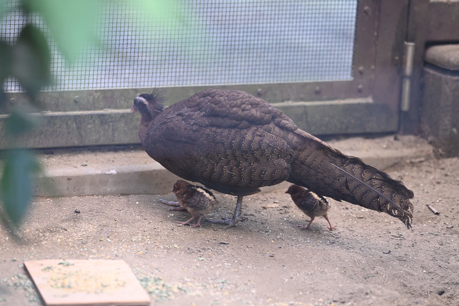 動物園へ行こう