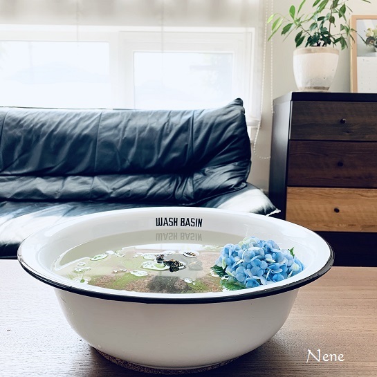メダカの新居 今日は何をする